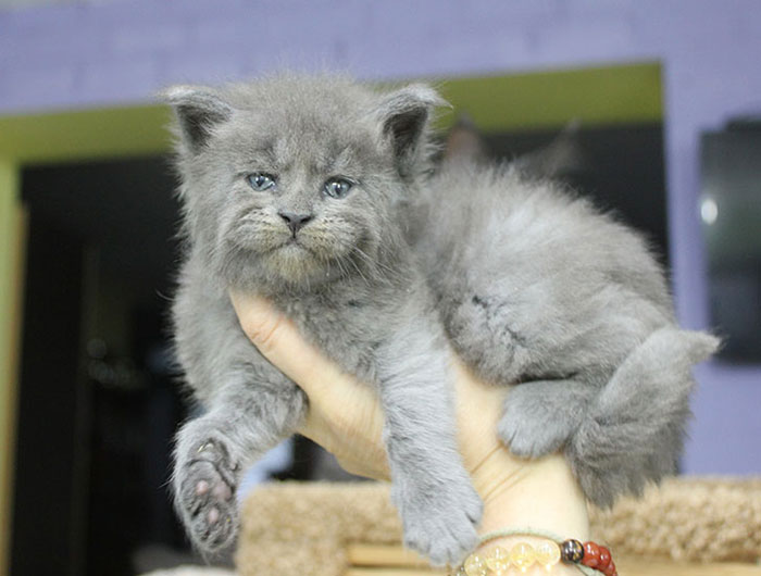 Gray Maine Coon Kittens 2