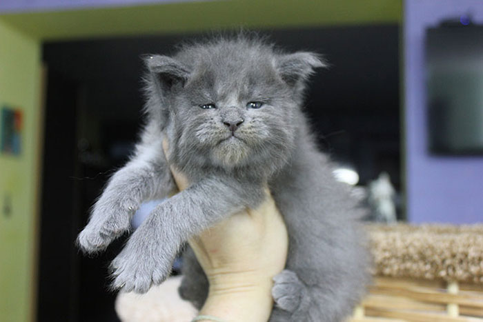 Gray Maine Coon Kittens 3