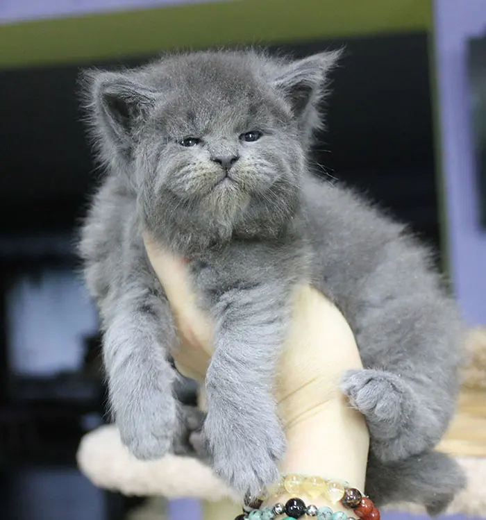 This Litter Of 5 Maine Coon Kittens Were Born With Adorable But Grumpy Faces