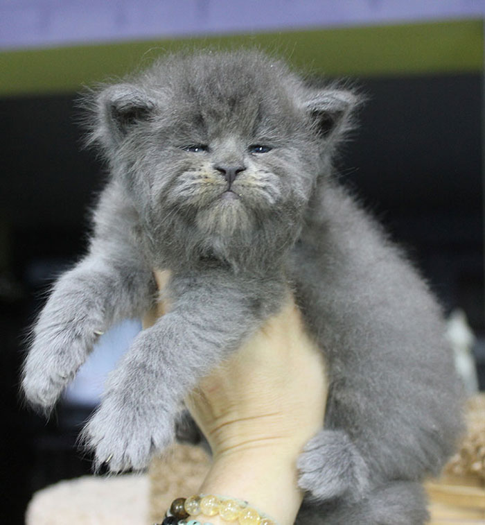 This Litter Of 5 Maine Coon Kittens Born With Adorable But Grumpy Faces