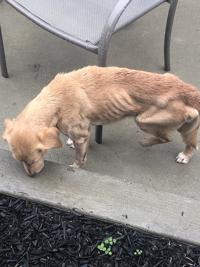 Injured and Malnourished Stray Dog