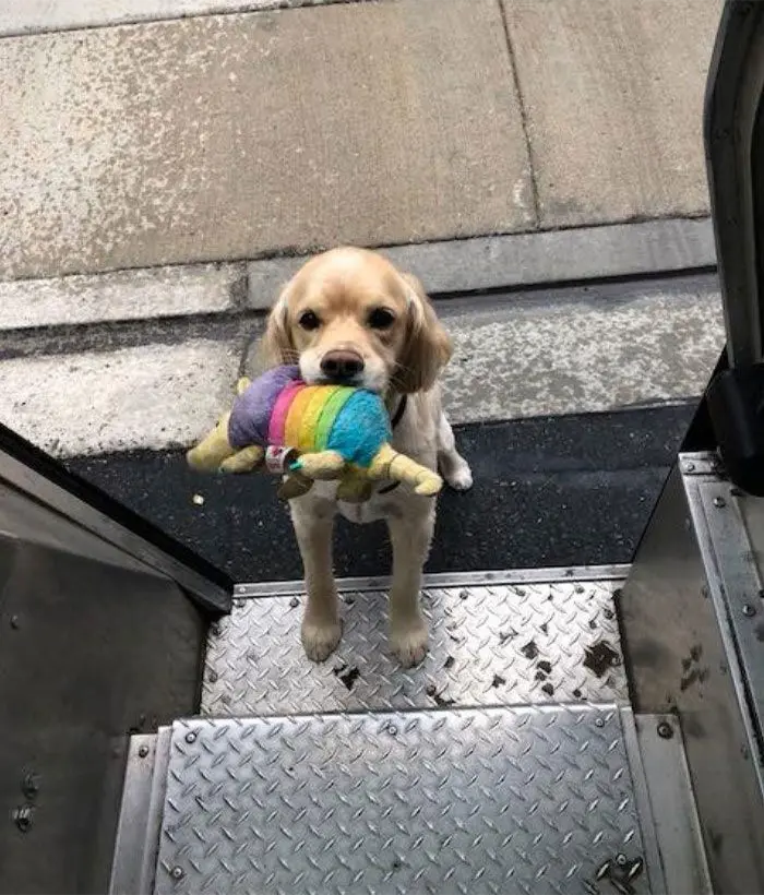 Puppy and Toy