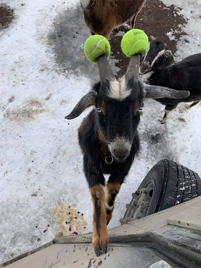 Tennis Ball Goat