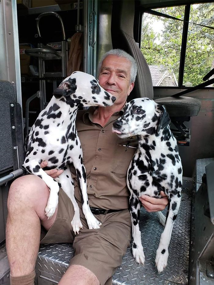 Two Dalmations
