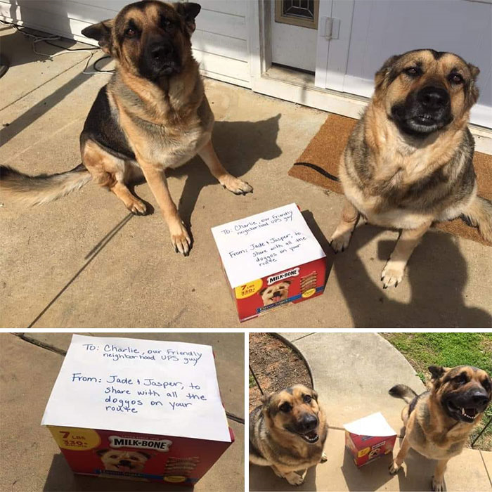 Two Dogs and Treats