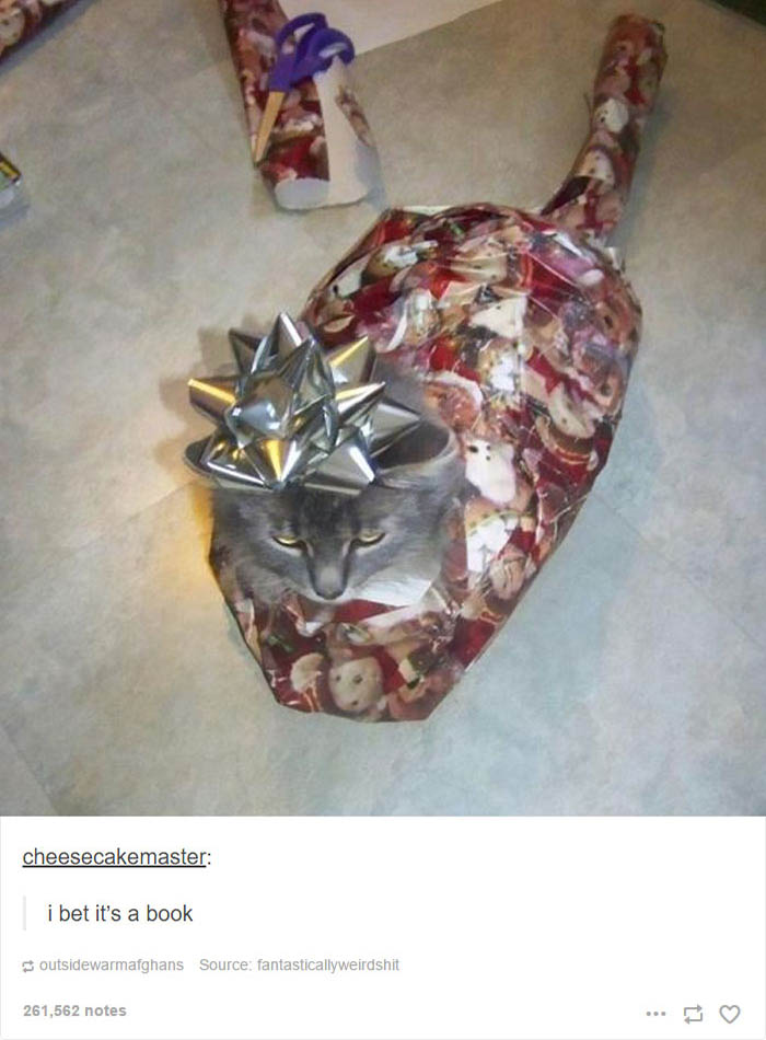 Wrapped Up Cat