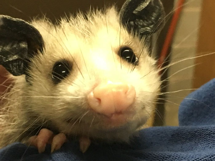 a possum smiles at the camera