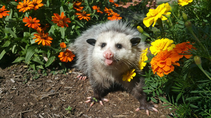 a possum sticks its tongue out between flower plants