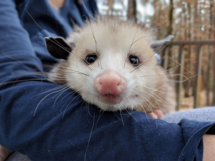 adult possum stares at camera