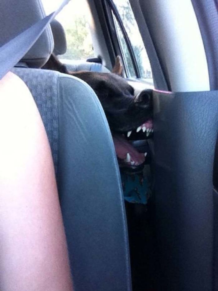 awkward sleep posture dog car