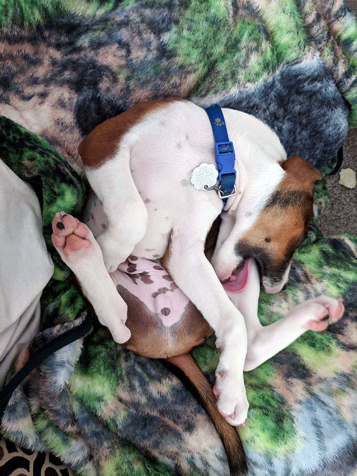 awkward sleep posture dog chewing on leg