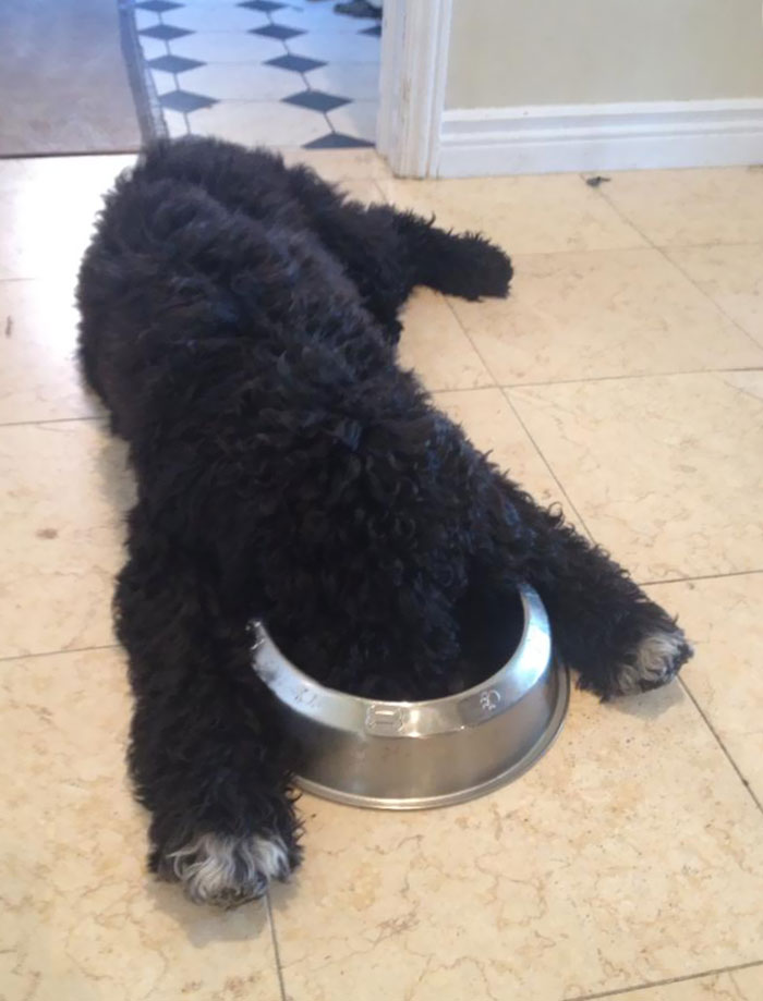awkward sleep posture dog face in the bowl
