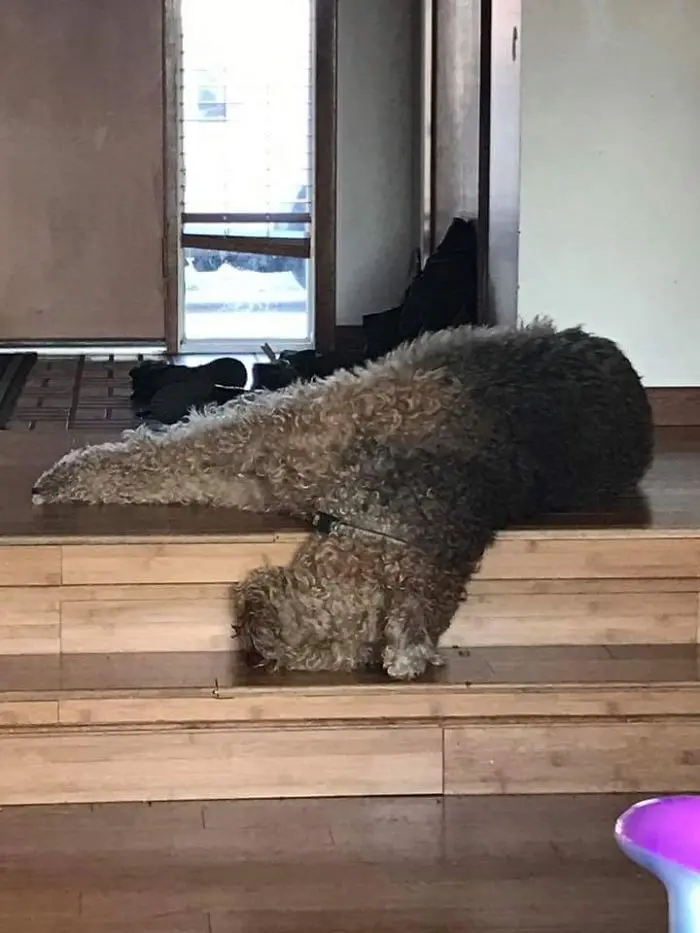 awkward sleep posture dog head low