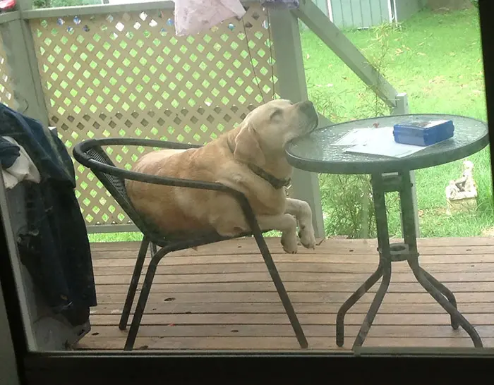 awkward sleep posture dog head on table