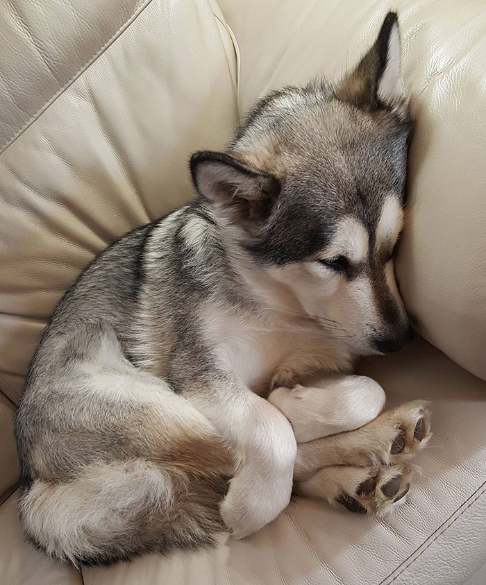 awkward sleep posture dog holding feet
