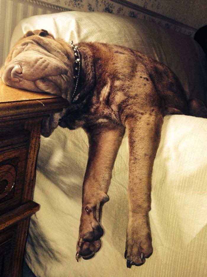 awkward sleep posture dog lie