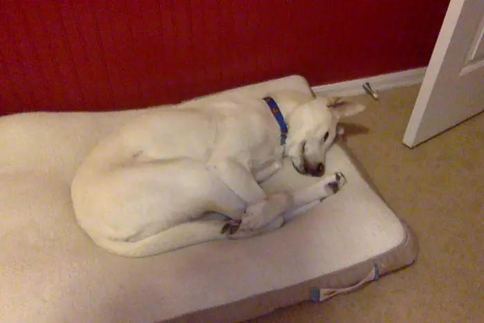 awkward sleep posture dog olympic diver