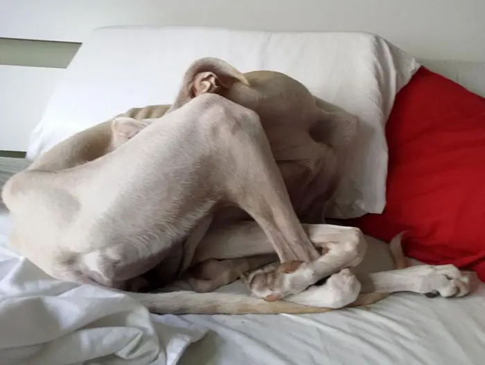 awkward sleep posture dog rescued spanish greyhound