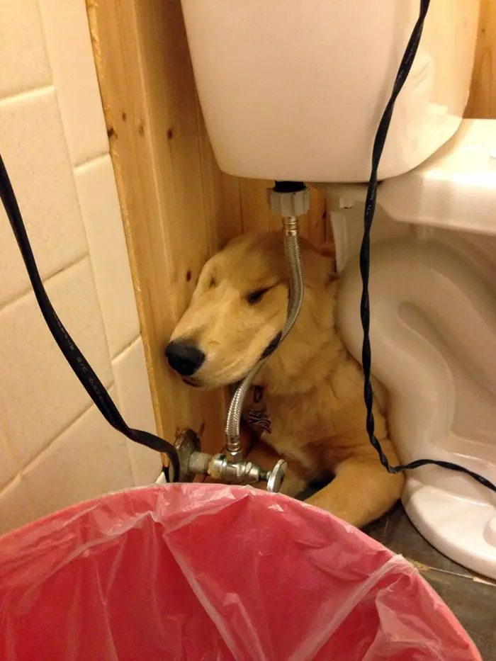 awkward sleep posture dog under the toilet