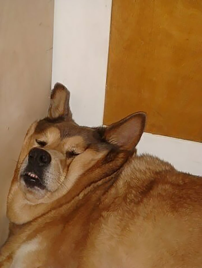 awkward sleep posture dog