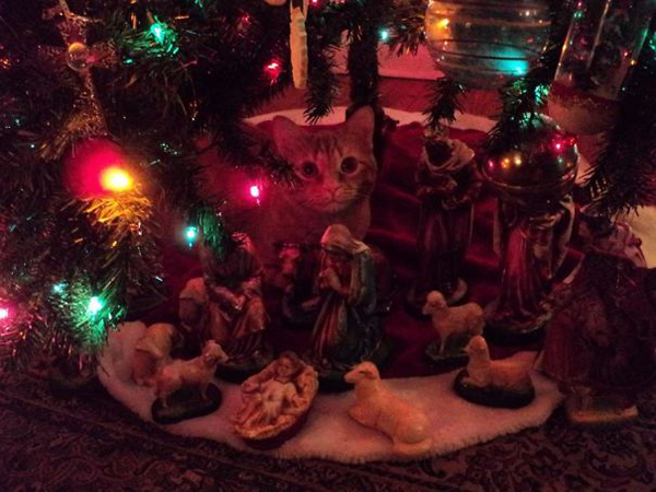 cat decided to be part of the nativity scene