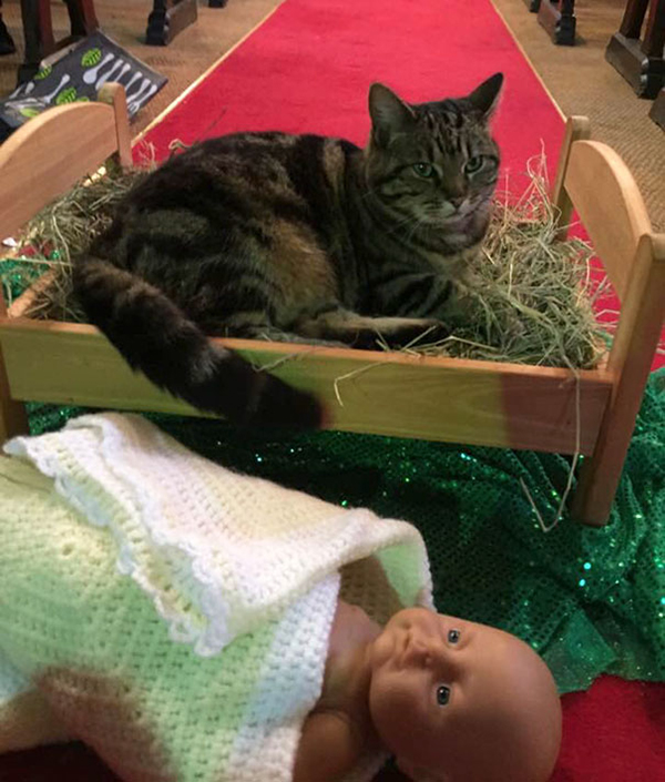 cat evicts baby jesus from the manger