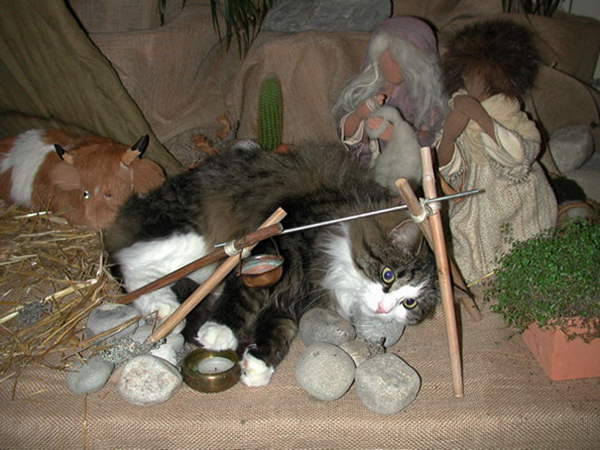 cat laying in the middle of a the nativity scene