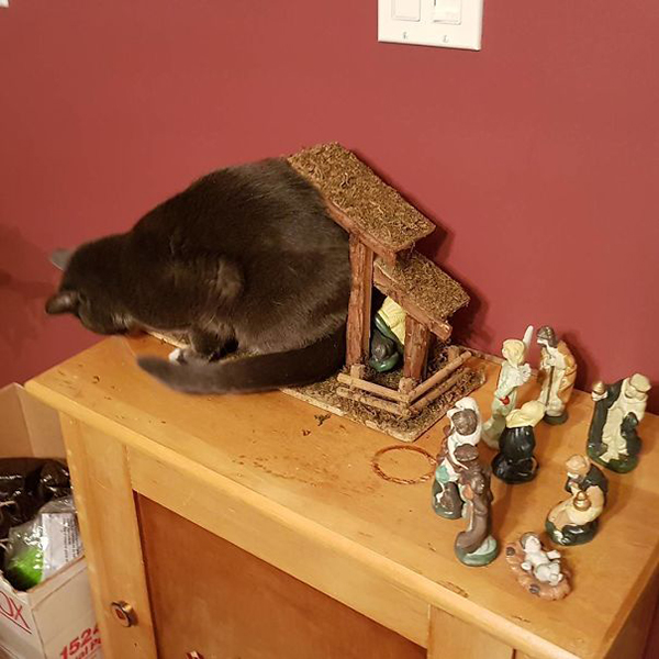 cat stuffs itself into the manger