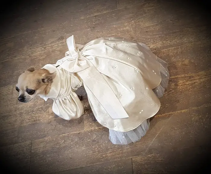 chihuahua wearing the bridesmaid dress