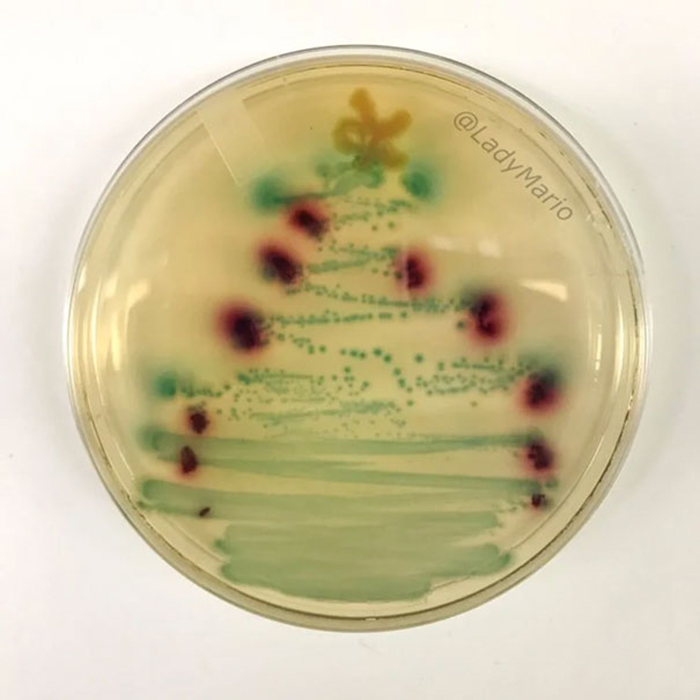 creative christmas tree ideas bacterial