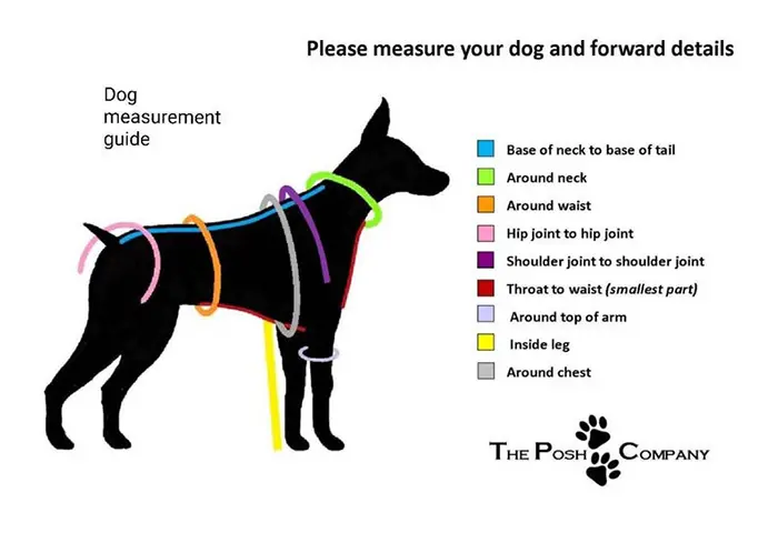 dog measurement guide