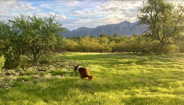 dog poops in meadow