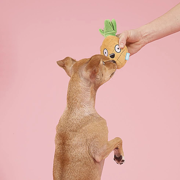 dog sniffs the BarkBox pineapple plush dog toy