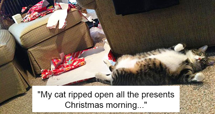 dogs and cats destroyed Christmas