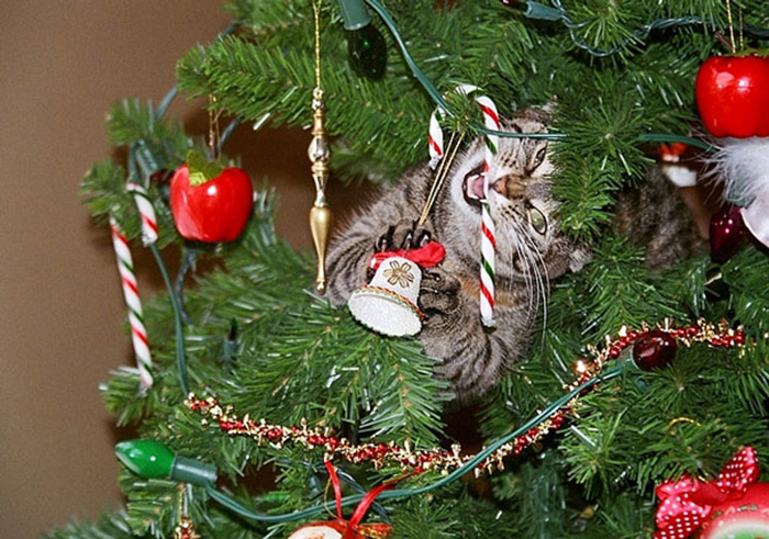 dogs and cats destroying christmas candy cane