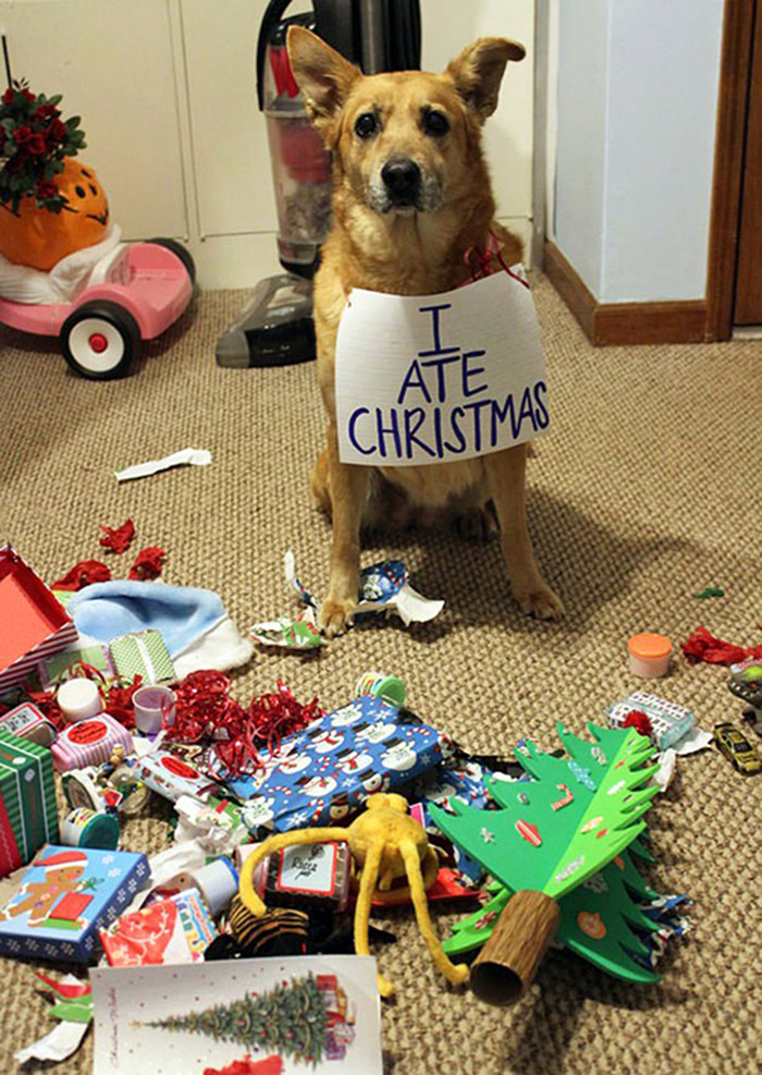 dogs and cats destroying christmas delicious