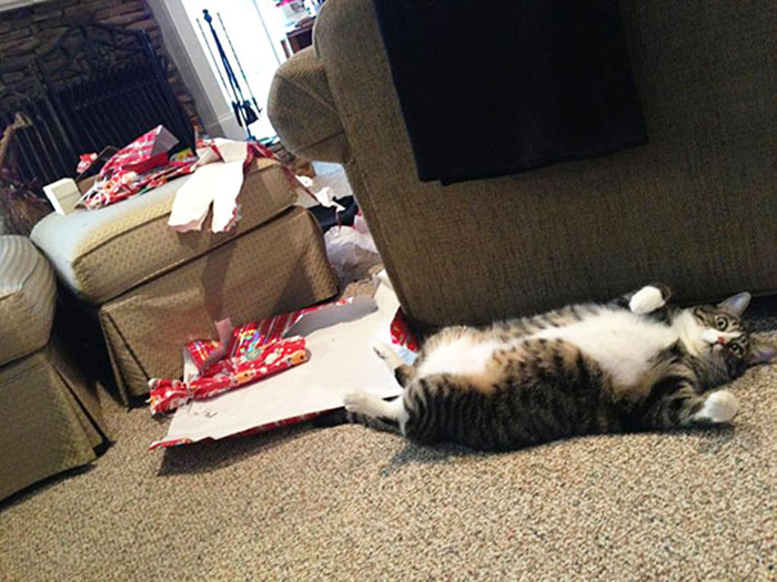 dogs and cats destroying christmas gifts ripped open