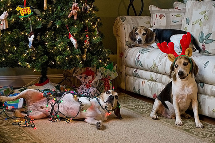 dogs and cats destroying christmas helpers