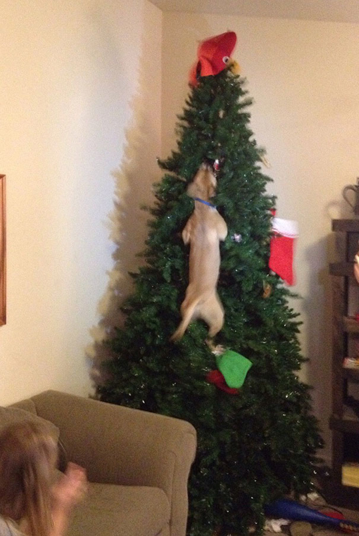 dogs and cats destroying christmas jumping in tree