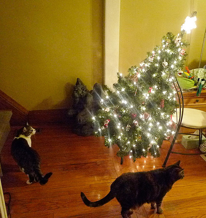 dogs and cats destroying christmas pretend