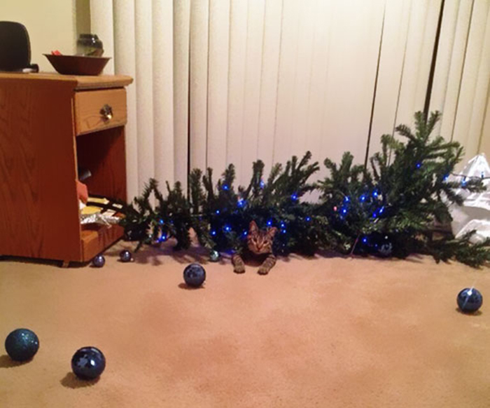 dogs and cats destroying christmas tree down