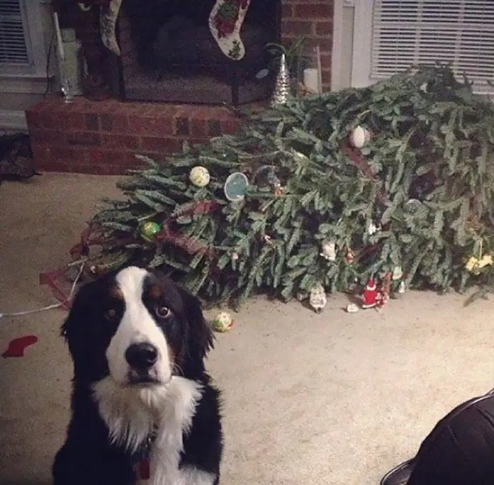 dogs and cats destroying christmas tree fainted