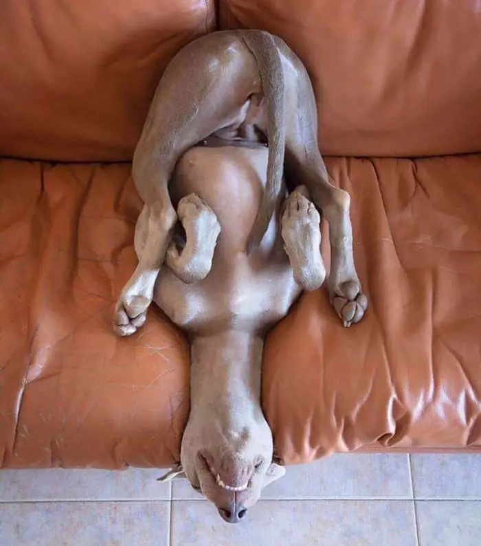 funny dog sleeping positions acrobatic