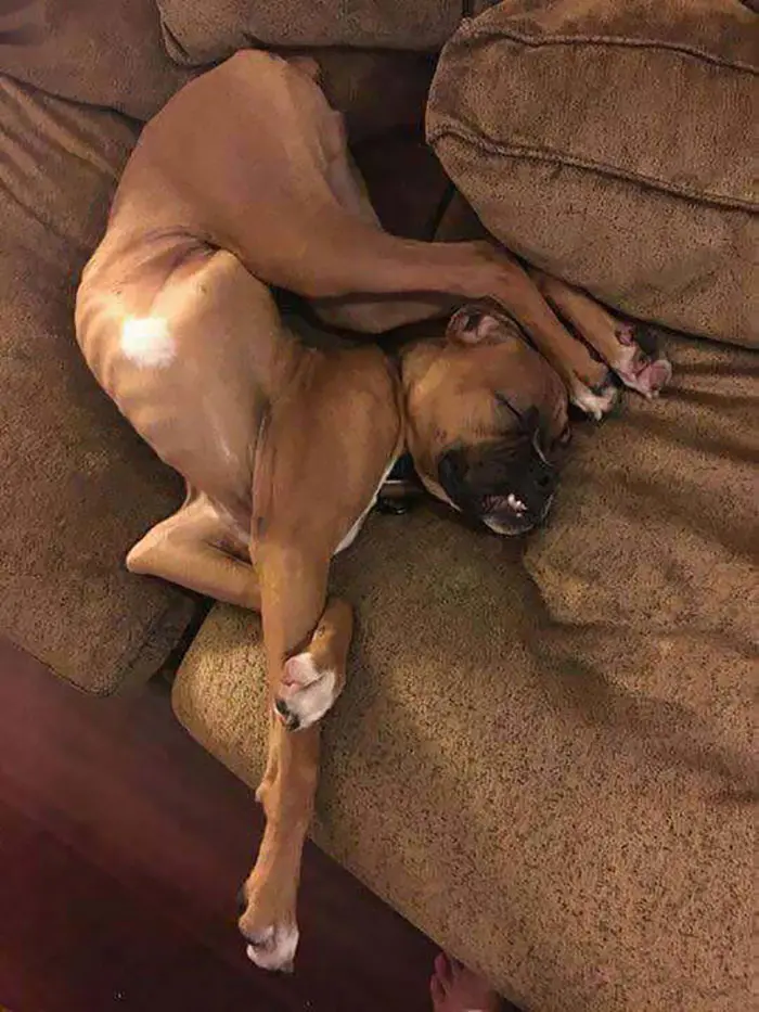 funny dog sleeping positions flexible