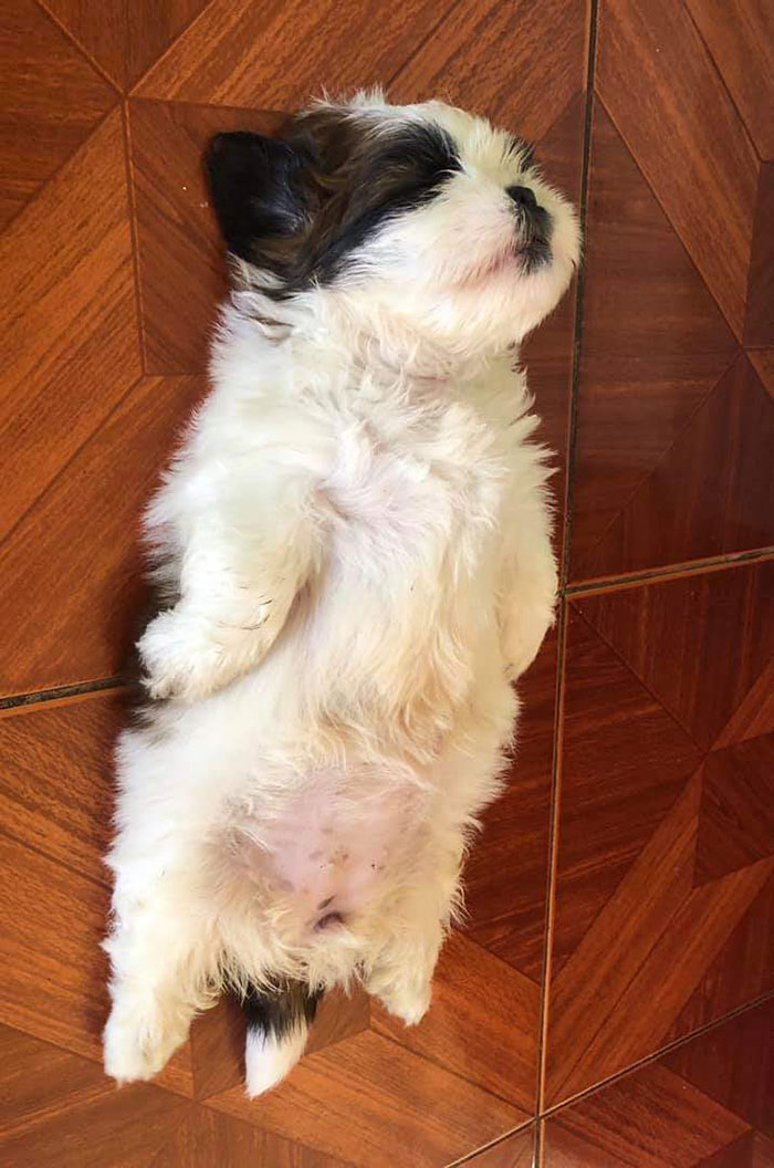 funny dog sleeping positions human-like