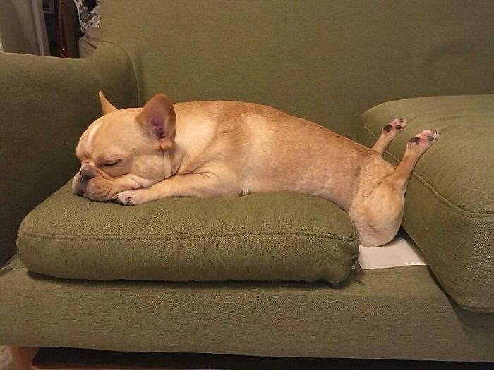 funny dog sleeping positions hyperlaxity