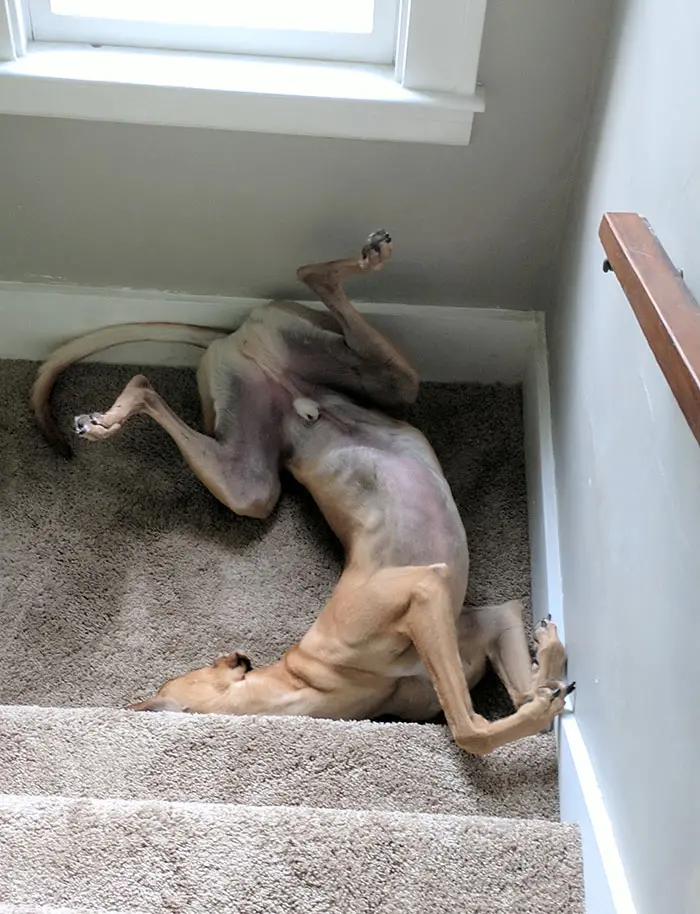funny dog sleeping positions stairs
