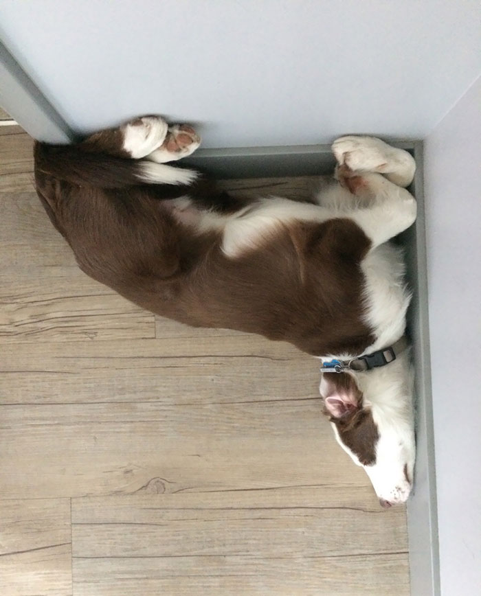 funny dog sleeping positions tetris