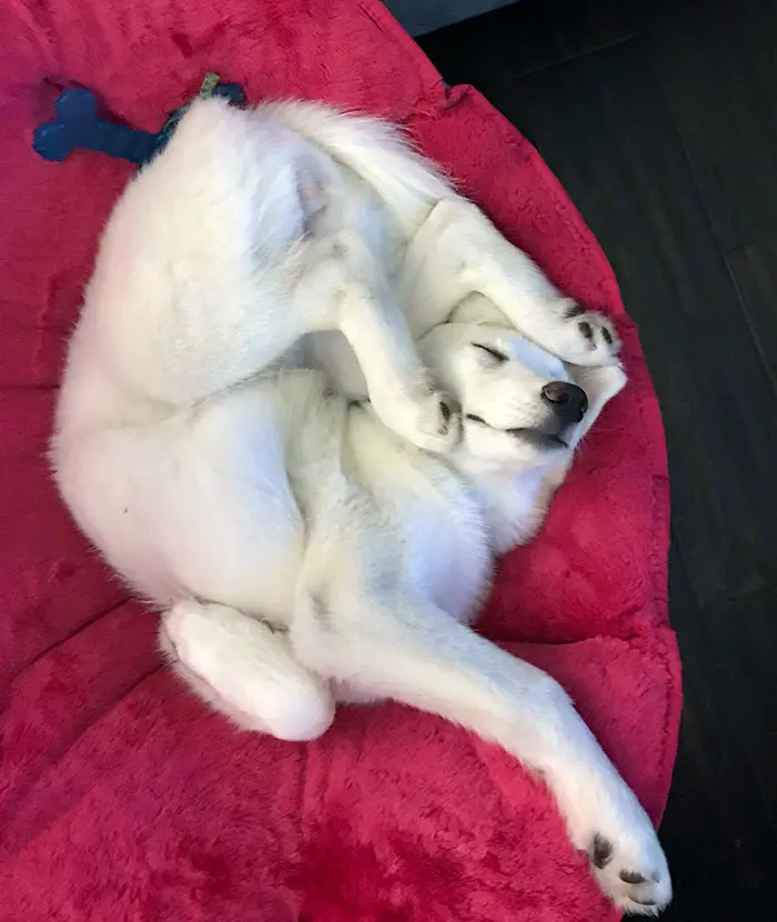 funny dog sleeping positions weird