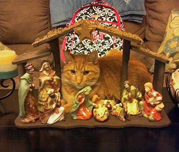 he brought gold, frankincense, and purr